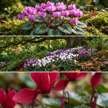 Cyclamen Flower Seeds for Planting - Purple & White | Beautiful Seasonal Blooms
