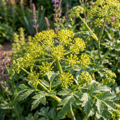 Green Galbanum Planting Seeds  Perfect for Spring Gardens