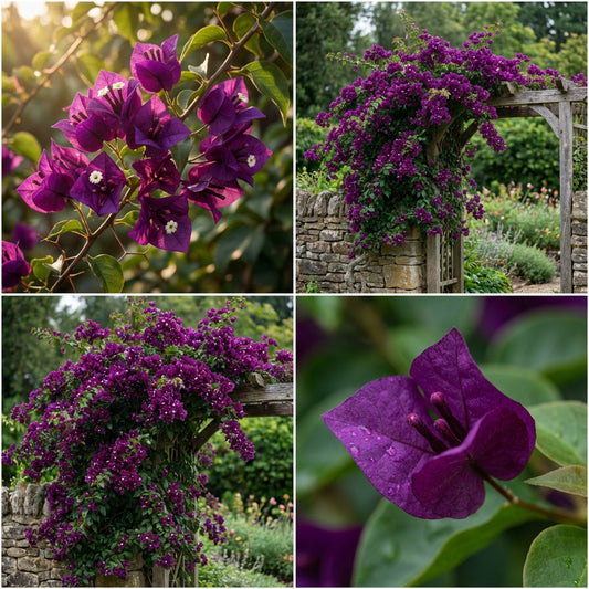 Bougainvillea Flower Seeds for Planting  Dark Violet, Stunning Garden Climber