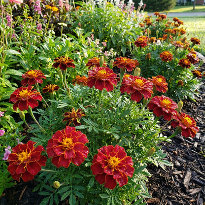Red Marigold Seeds for Planting - Annual Flower for Bright Borders