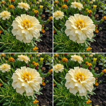 Cream Marigold Flower Seeds for Planting - Vibrant Annual Blooms for Your Garden