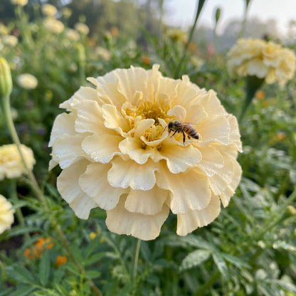 Cream Marigold Flower Seeds for Planting - Vibrant Annual Blooms for Your Garden