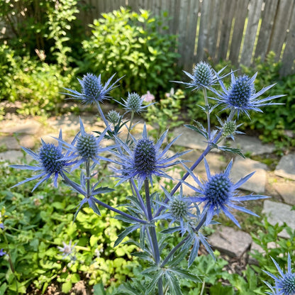 Blue Eryngo Sea Holly Seeds for Planting | Unique Drought-Tolerant Flower Seeds
