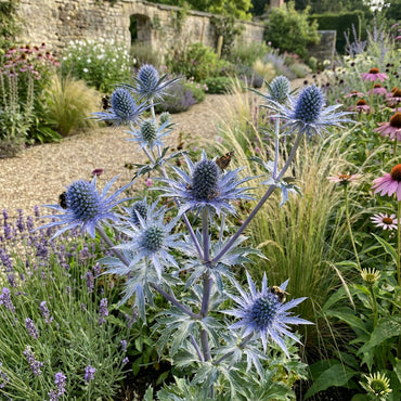 Blue Eryngo Sea Holly Seeds for Planting | Unique Drought-Tolerant Flower Seeds