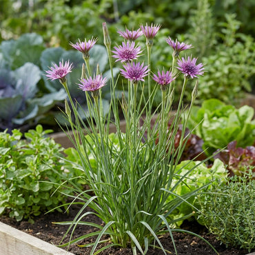 Salsify Edible Planting Flower Seeds
