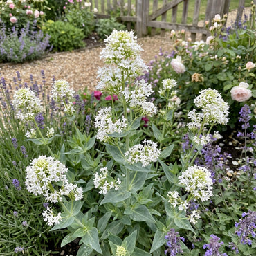 Centranthus Ruber Albus Seeds for Planting - Valerian Blooms