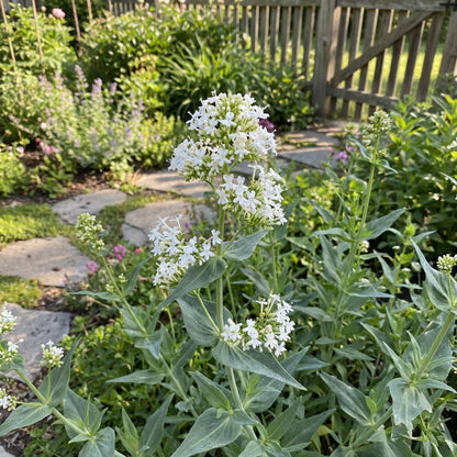 Centranthus Ruber Albus Seeds for Planting - Valerian Blooms