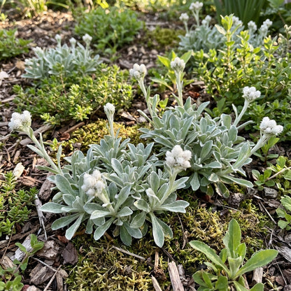 Antennaria Neglecta Seeds for Planting in Wildflower Gardens