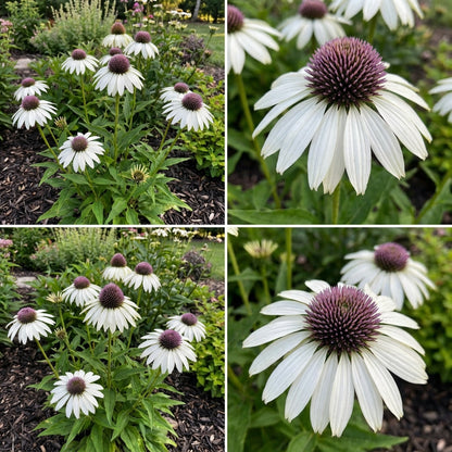 growing echinacea white swan from seed echinacea-white-petals-purple-centre-planting-seeds-for-color-100-pcs – Pure Asia Seeds