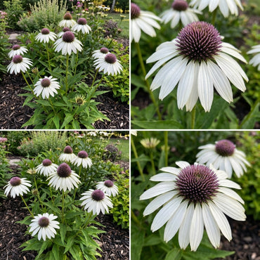 Echinacea Seeds for Planting - White Petals with Purple Center for Vibrant Color