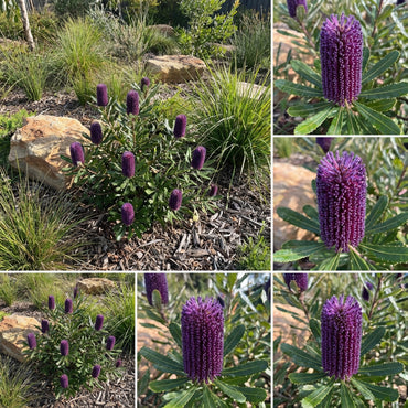 Violet Banksia Flower Seeds: Grow Stunning and Resilient Blooms