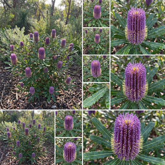 Violet Banksia Flower Seeds: Grow Stunning and Resilient Blooms