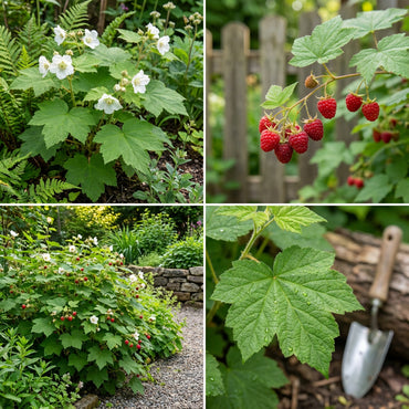 Rubus Parviflorus Planting Flower Seeds for Delicious Edible Berries