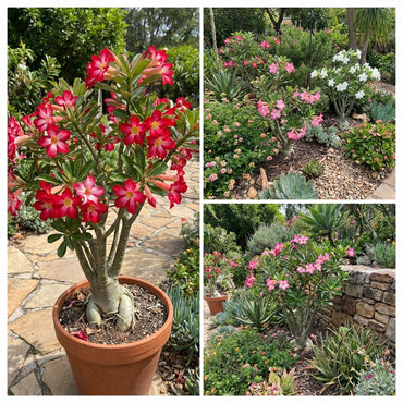 Adenium Seeds for Planting Desert Roses - Tropical Variety