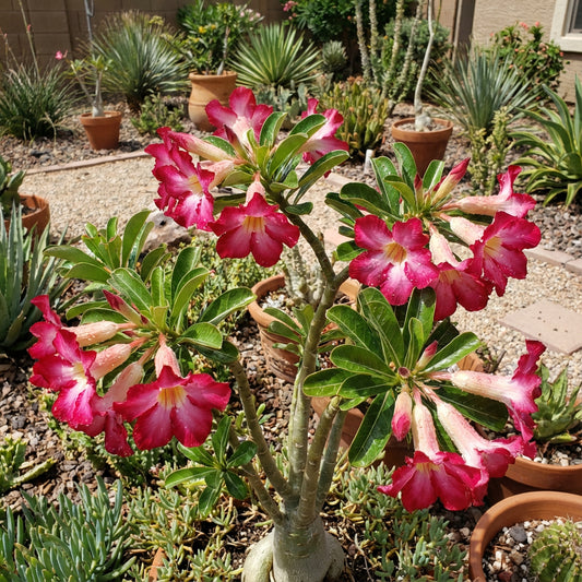 Adenium Seeds for Planting Desert Roses - Tropical Variety
