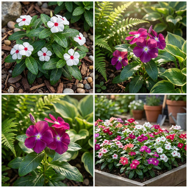 Vinca Victory Flower Seeds: Premium Quality Seeds for Vibrant Garden Planting