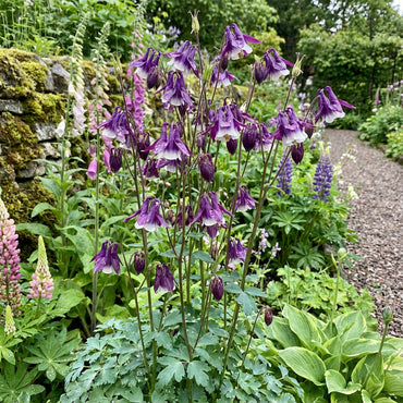 Tower Columbine Planting Flower Seeds Blue
