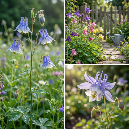Tower Columbine Planting Flower Seeds Blue
