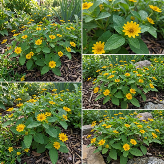 Low-Growing Melampodium Paludosum Flower Seeds for Easy Planting