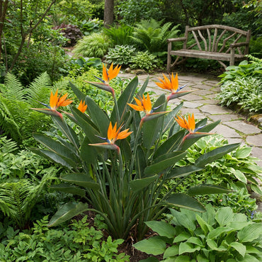 Strelitzia Reginae Planting Flower Seeds for Exotic Blooms