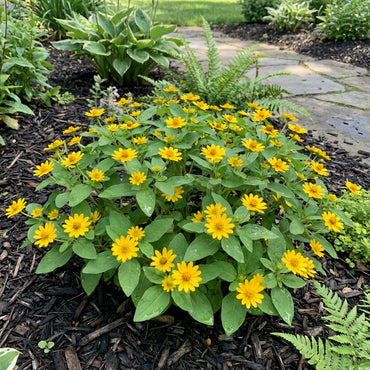 Low-Growing Melampodium Paludosum Flower Seeds for Easy Planting