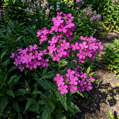 Fuchsia Dames Rocket Flower Seeds | Plant for Scented Blooms