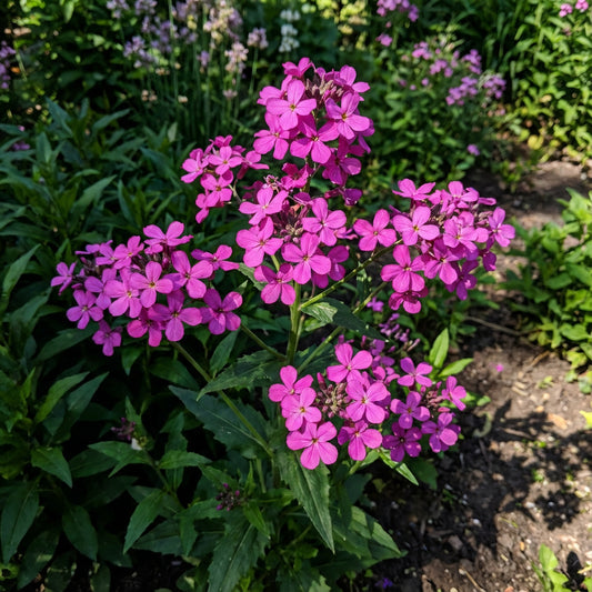 Fuchsia Dames Rocket Flower Seeds | Plant for Scented Blooms