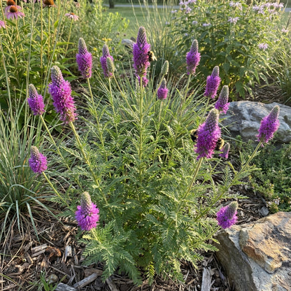 Planting Dalea Purpurea Seeds for Stunning Purple Flowers
