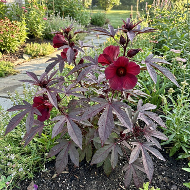 Cranberry Hibiscus Flower Seeds for Vibrant Foliage and Stunning Blooms in Your Garden