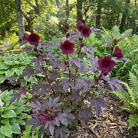 Cranberry Hibiscus Flower Seeds for Vibrant Foliage and Stunning Blooms in Your Garden