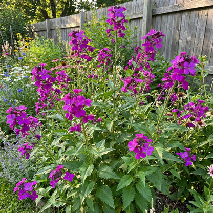 Fuchsia Dames Rocket Flower Seeds | Plant for Scented Blooms