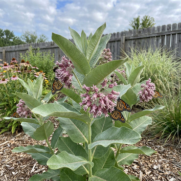 Asclepias Speciosa Seeds for Monarchs - Milkweed Flower Planting Guide