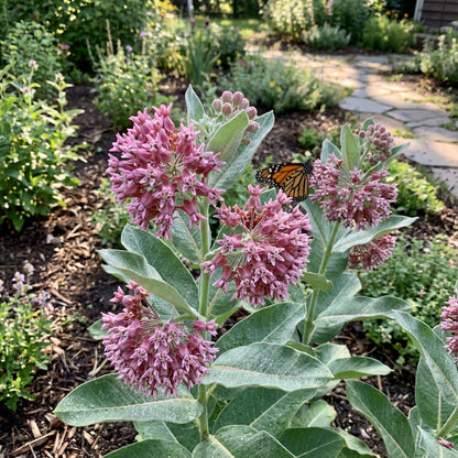 Asclepias Speciosa Seeds for Monarchs - Milkweed Flower Planting Guide