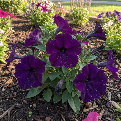 Velour Petunia Seeds for Planting - Grow Velvet Blooms