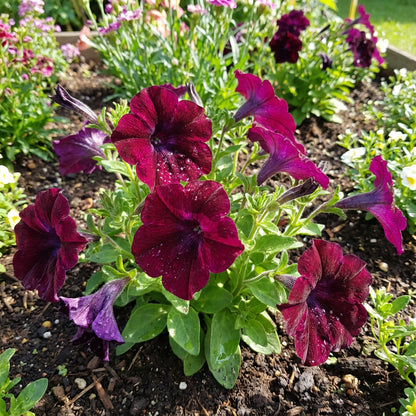 Velour Petunia Seeds for Planting - Grow Velvet Blooms