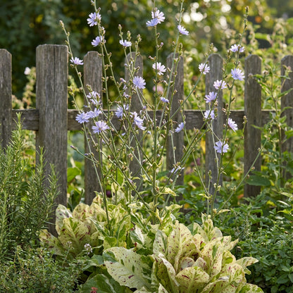 Castelfranco Radicchio Seeds for Unique Leaf Planting