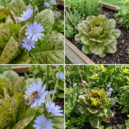 Castelfranco Radicchio Seeds for Unique Leaf Planting