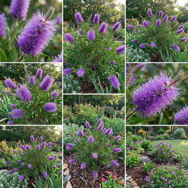 Planting Seeds for Callistemon Violaceus: Grow Stunning Bottlebrush Blooms