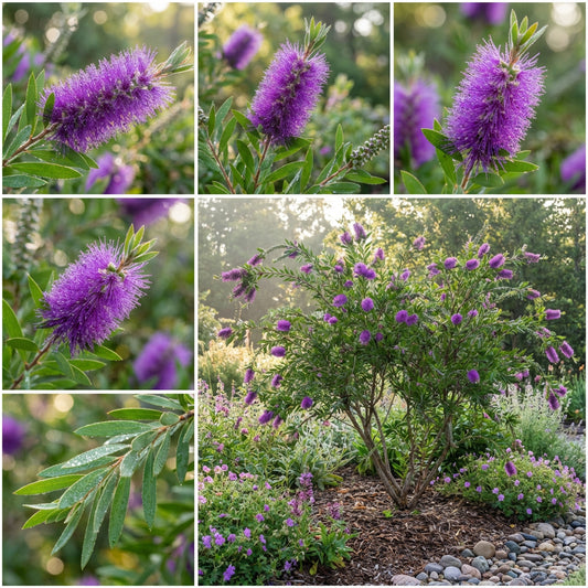Planting Seeds for Callistemon Violaceus: Grow Stunning Bottlebrush Blooms