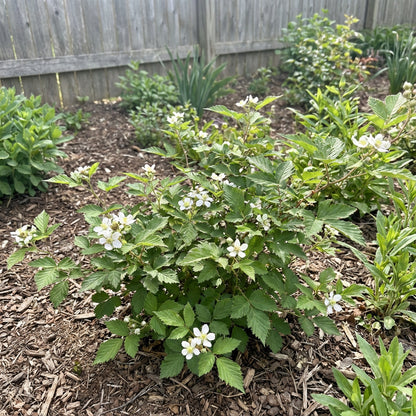 Rubus Cuneifolius Planting Flower Seeds for Vibrant and Bountiful Growth