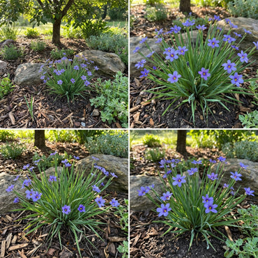 Sisyrinchium Montanum Flower Seeds for Planting