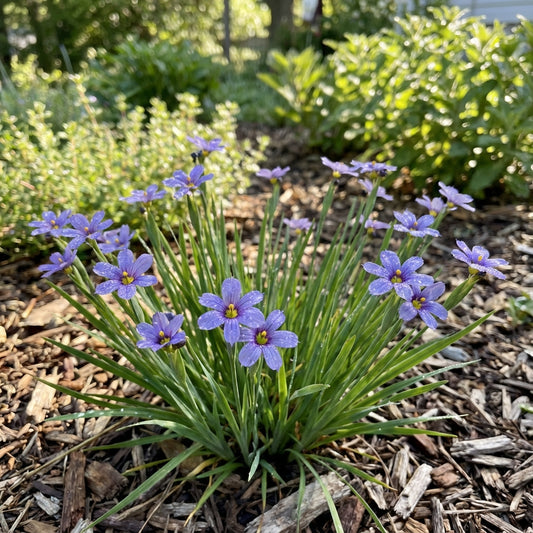 Sisyrinchium Montanum Flower Seeds for Planting