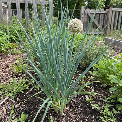 Planting Clove Garlic Seeds for Flavorful Spice
