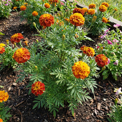 Russian Marigold Planting Flower Seeds for Colorful Blooms