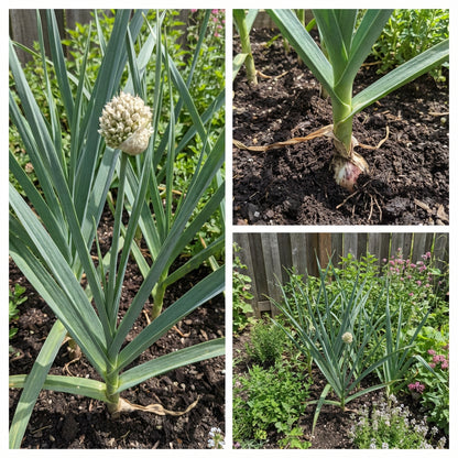Planting Clove Garlic Seeds for Flavorful Spice