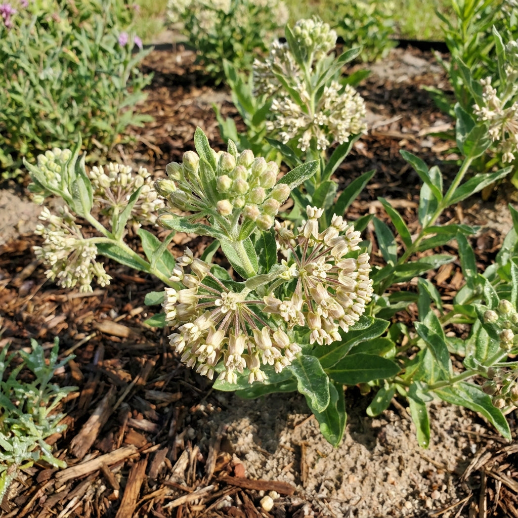 Asclepias Arenaria Seeds for Planting Sand Milkweed