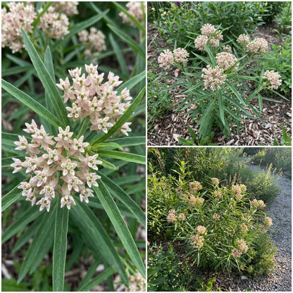 Asclepias Arenaria Seeds for Planting Sand Milkweed