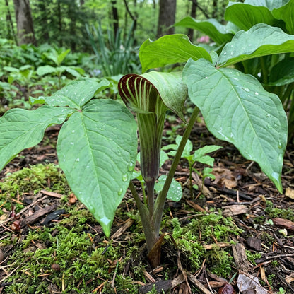 Arisaema Triphyllum Seeds for Planting - Jack-in-the-Pulpit