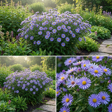 Aster Novi-Belgii Flower Seeds - Perfect for New York Planting