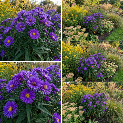 Aster Novi-Belgii Flower Seeds - Perfect for New York Planting